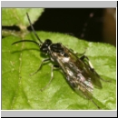 Macrophya alboannulata ~ albicincta - Blattwespe 03a 12mm.jpg